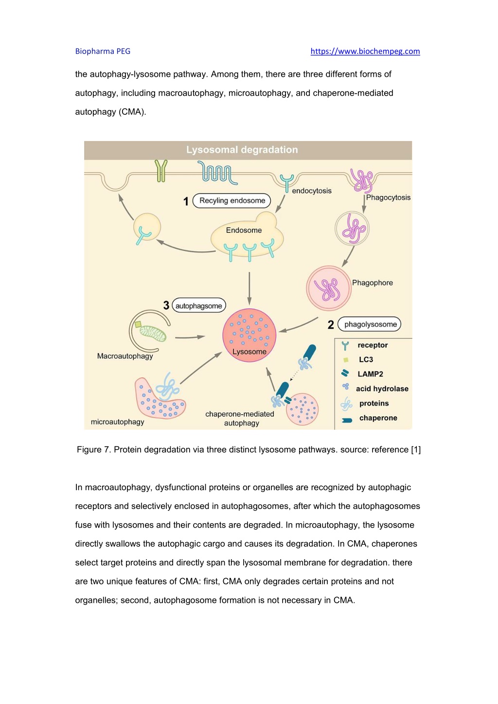 Ppt Types Of Targeted Protein Degradation Technologies Powerpoint