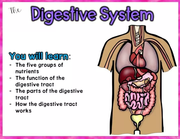 PPT DIGESTIVE SYSTEM 7th Grade Science Q1 Week 9 PowerPoint