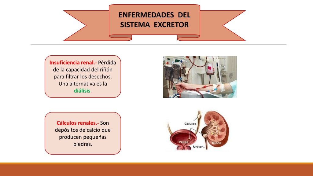 PPT Sistema Circulatorio Y Excretor PowerPoint Presentation Free