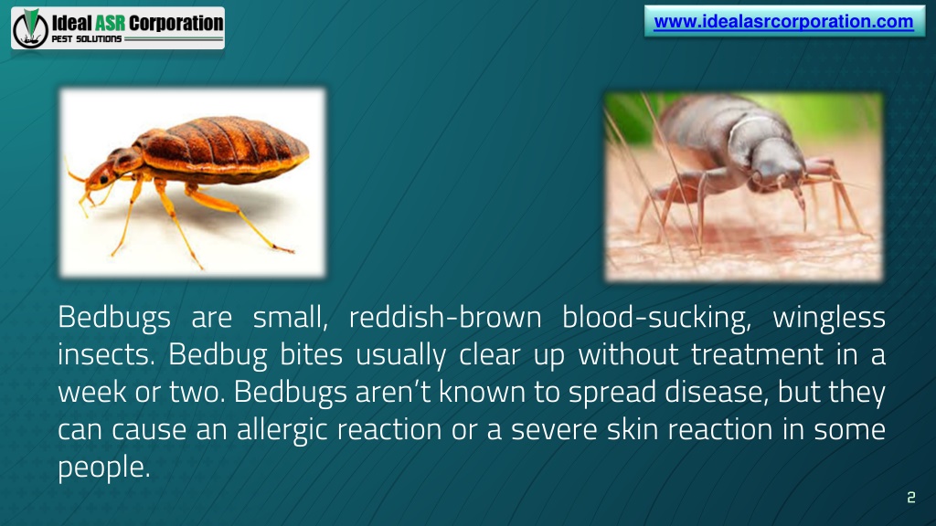 Ppt Bed Bugs Control Treatment Services In Indore Powerpoint