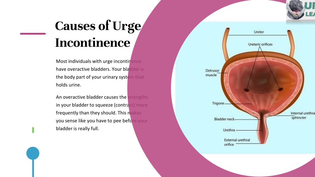 PPT Whats Everything You Need To Know About Urinary Incontinence