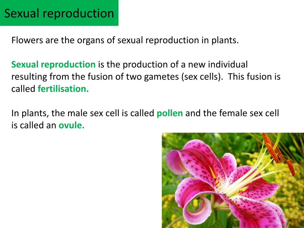 Ppt Plant Reproduction Powerpoint Presentation Free Download Id11293548