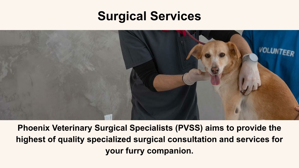 PPT Orthopedic Veterinarian Harrisburg PA PowerPoint Presentation, free download ID11294780