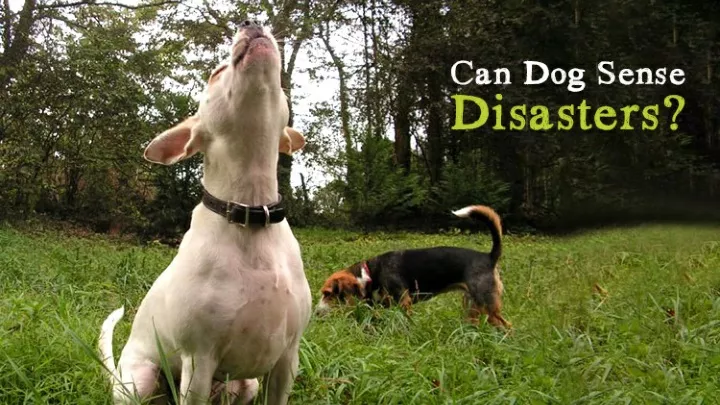 ppt-can-dogs-sense-disasters-powerpoint-presentation-free-download