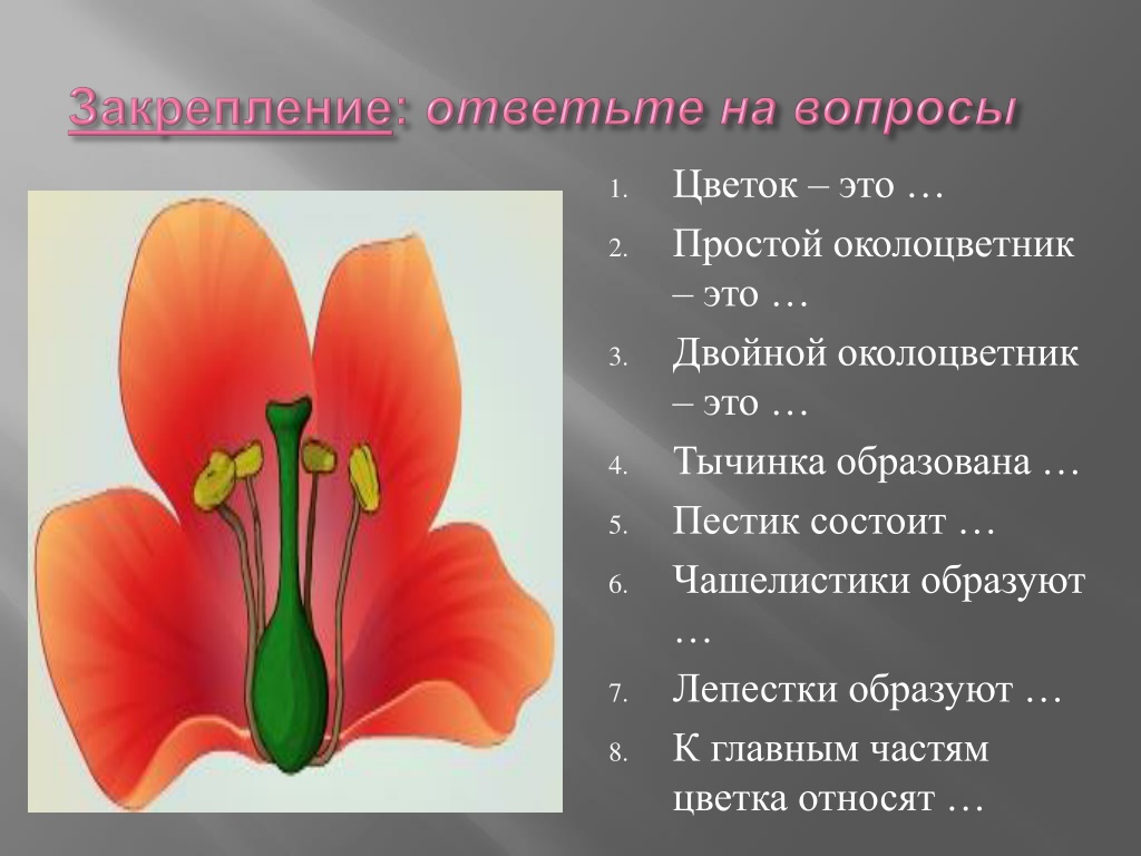 Установите последовательность соподчинения цветок околоцветник генеративные органы. Цветок с простым околоцветником. Простой околоцветник состоит. Двойной околоцветник образован. Лепестки и чашелистики образуют.