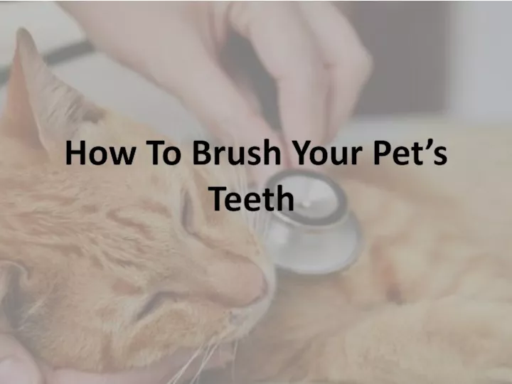 PPT - How To Brush Your Pet’s Teeth PowerPoint Presentation, free ...