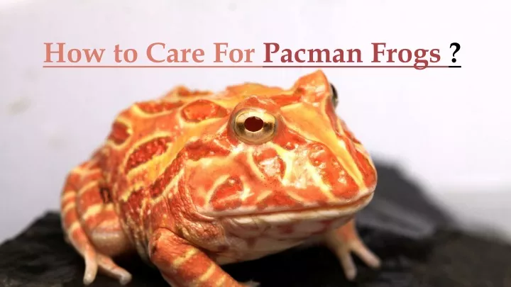 Image showcasing PPT - Why Are Pacman Frogs Good Pets and How to Care For Them ...