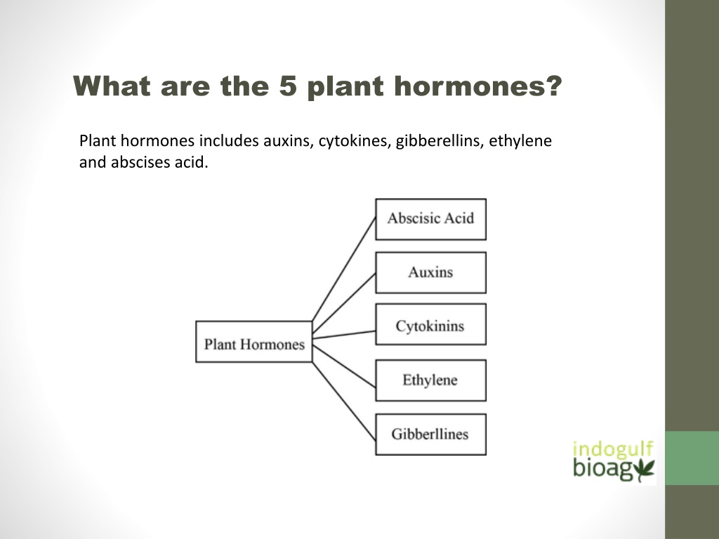 ppt-plant-growth-hormones-types-its-role-in-plant-indogulf