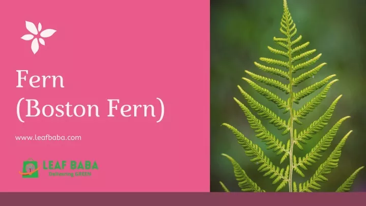 PPT - Fern (Boston Fern) PowerPoint Presentation, Free Download - ID ...