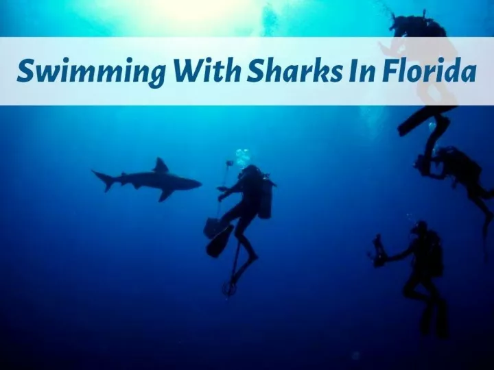 swimming with sharks in florida n.
