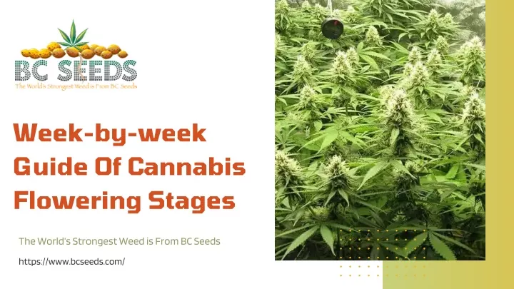 PPT - Week-by-week Guide Of Cannabis Flowering Stages PowerPoint ...