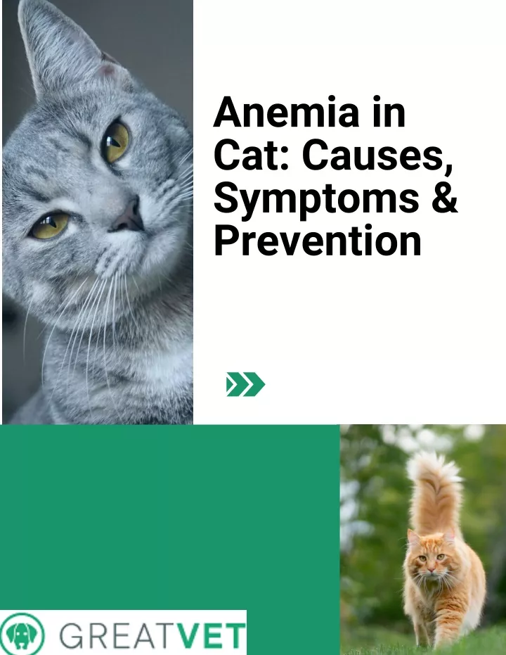 PPT - Anemia in Cat Causes, Symptoms & Prevention PowerPoint ...