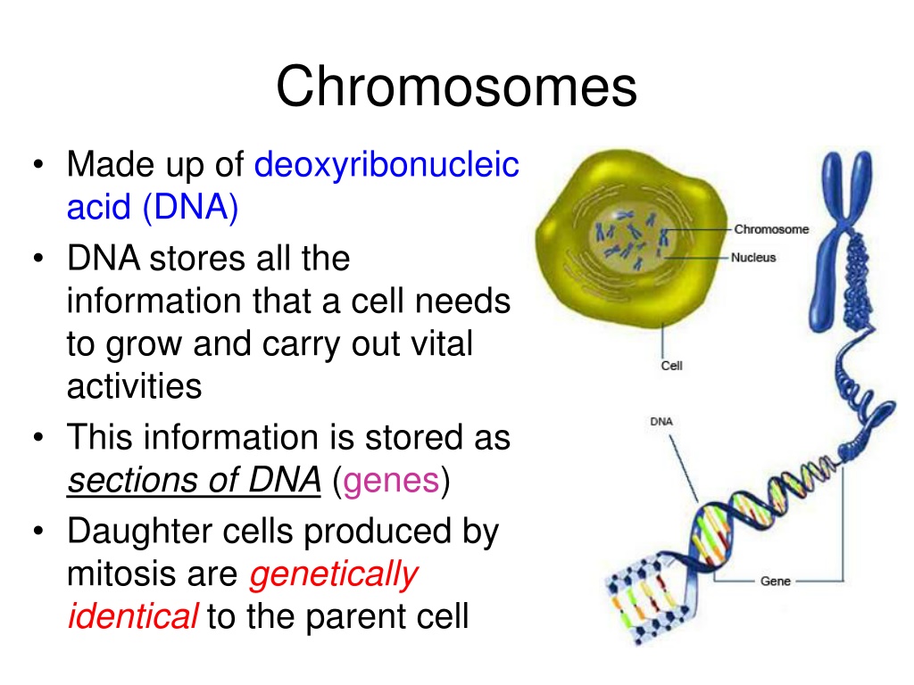 PPT - Cell Division (part 2): Introduction to mitosis and the cell ...