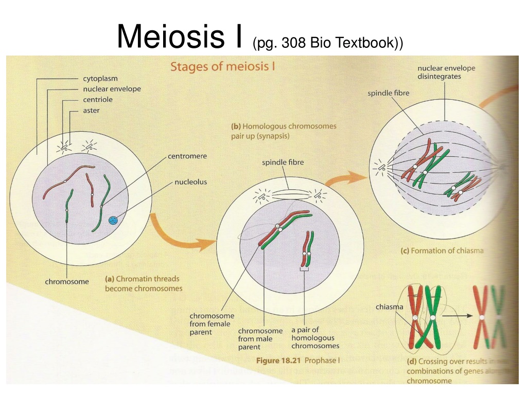 PPT - Cell Division (part 5): Meiosis PowerPoint Presentation, Free ...