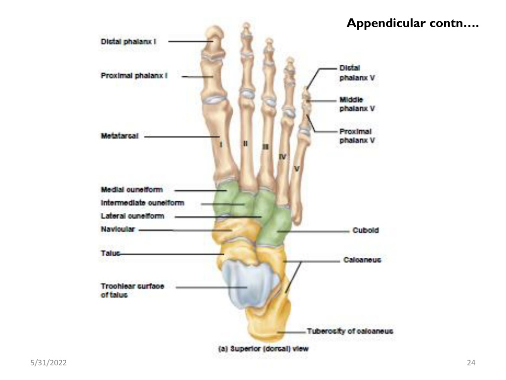 PPT - skeletal system ppt PowerPoint Presentation, free download - ID ...