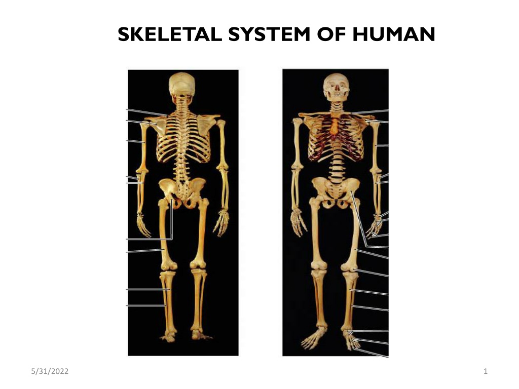 PPT - Skeletal System Ppt PowerPoint Presentation, Free Download - ID ...