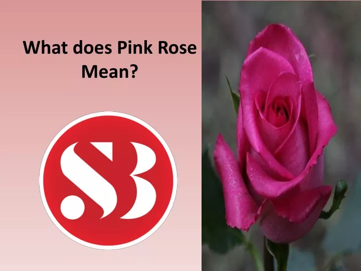 ppt-how-is-pink-roses-different-from-other-roses-powerpoint