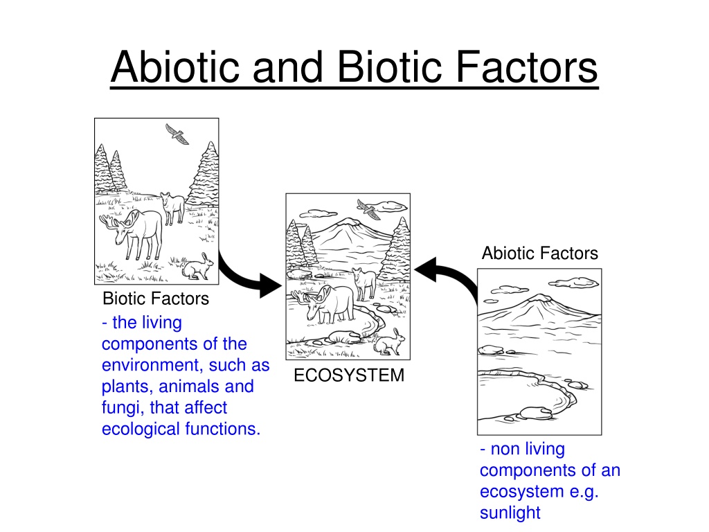 PPT - Ecology (part 1) - Biotic and Abiotic Factors PowerPoint ...