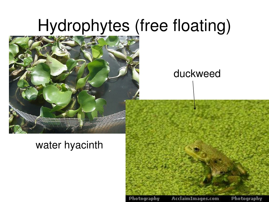 PPT - Ecology (part 1) - Biotic and Abiotic Factors PowerPoint ...