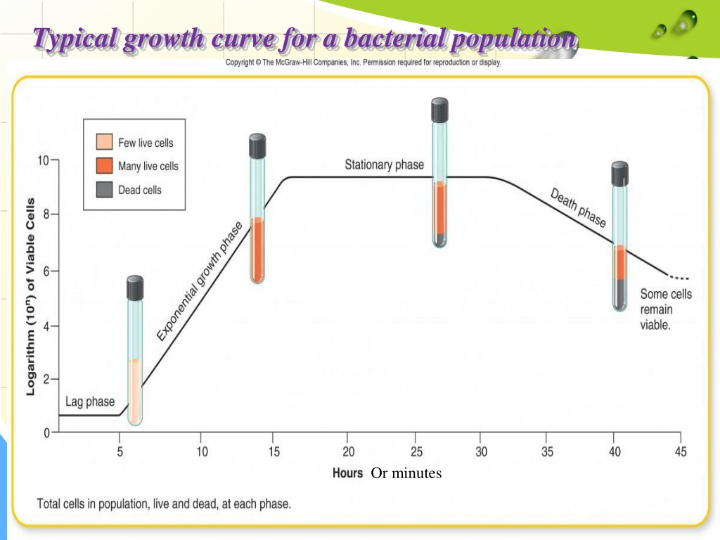 Ppt - Mathematical Expression Of Microbial Growth Powerpoint 