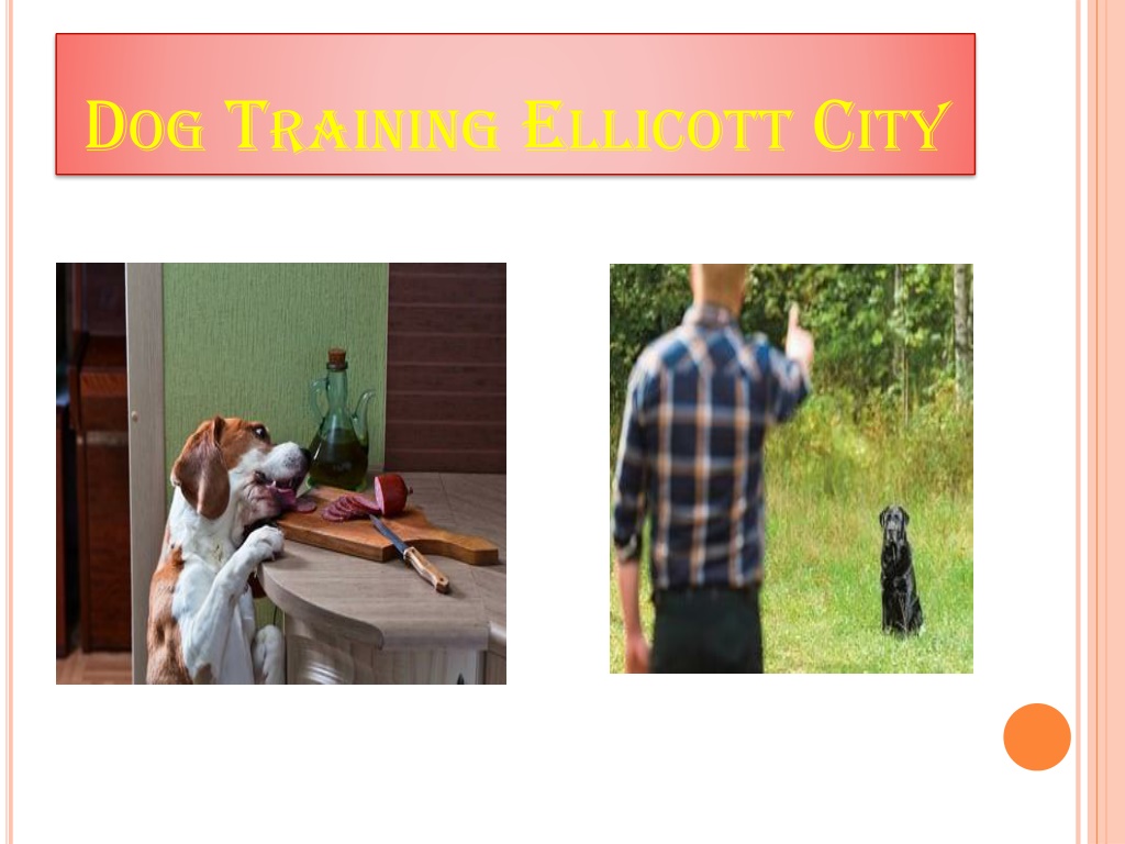 PPT Dog Training Ellicott City PowerPoint Presentation, free download