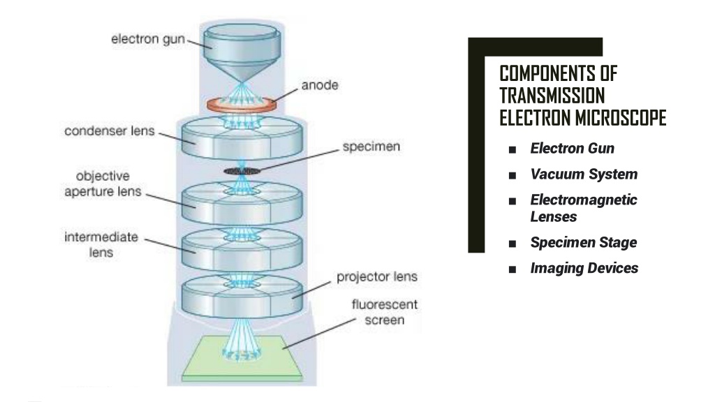 PPT - Transmission Electron Microscope PowerPoint Presentation, Free ...