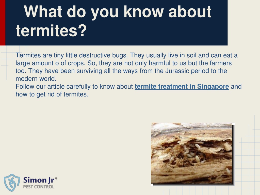 PPT - Things You Need To Know To Get Rid Of Termites In Your Home ...