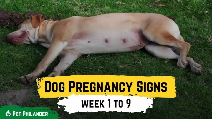 PPT - Dog Pregnancy Signs week 1 to 9 ! Pet Health PowerPoint Presentation - ID:11404504