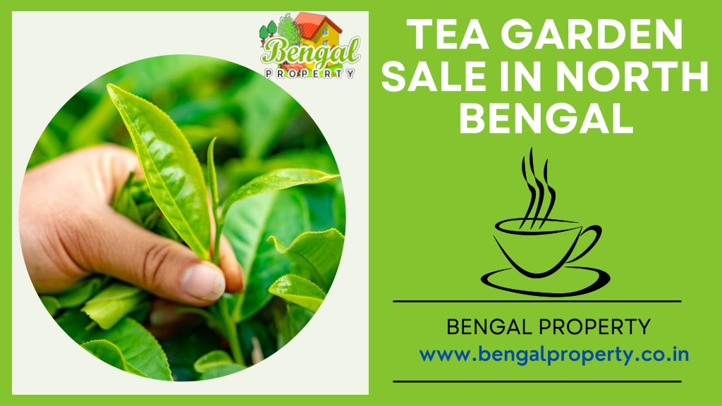 PPT - tea garden sale in north bengal PowerPoint Presentation, free