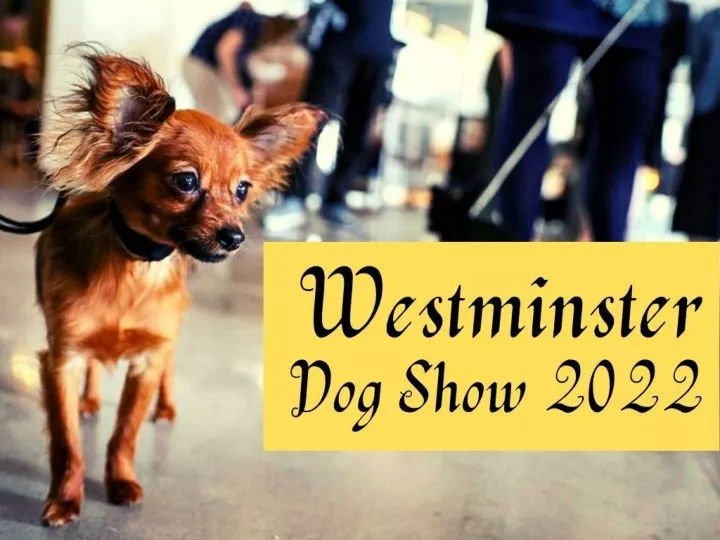 scenes from the westminster dog show n.