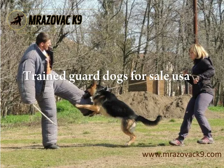 PPT Trained guard dogs for sale usa PowerPoint Presentation, free