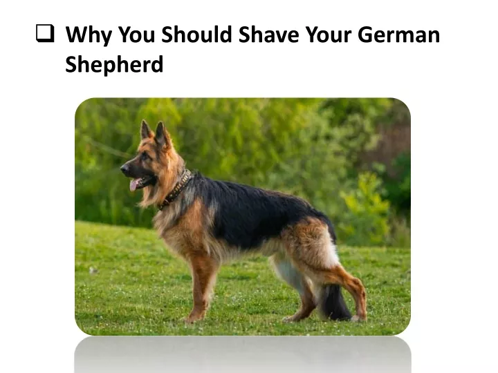 PPT - Why You Should Shave Your German Shepherd PowerPoint Presentation ...