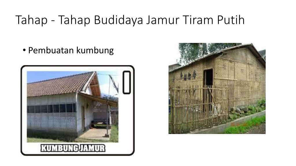 PPT - Budidaya Jamur Tiram PowerPoint Presentation, Free Download - ID ...