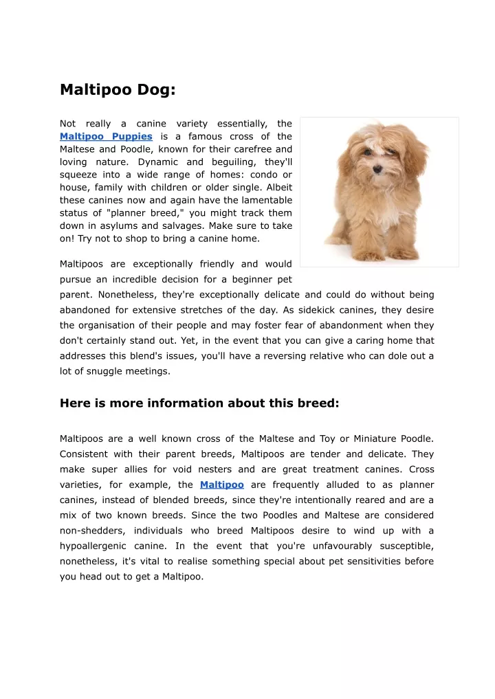 PPT - The Maltipoo Dog A Brief History & Description PowerPoint ...