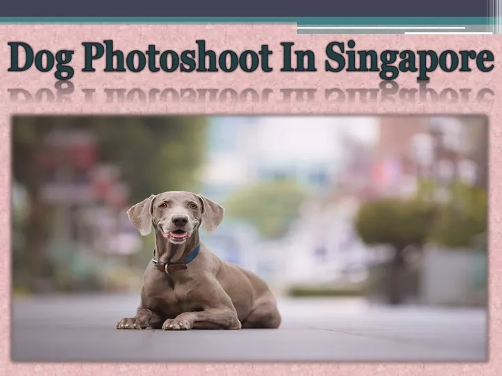 dog photoshoot in singapore n.