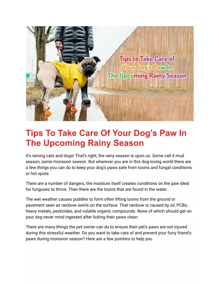 ppt-tips-to-take-care-of-your-dog-s-paw-in-the-upcoming-rainy-season