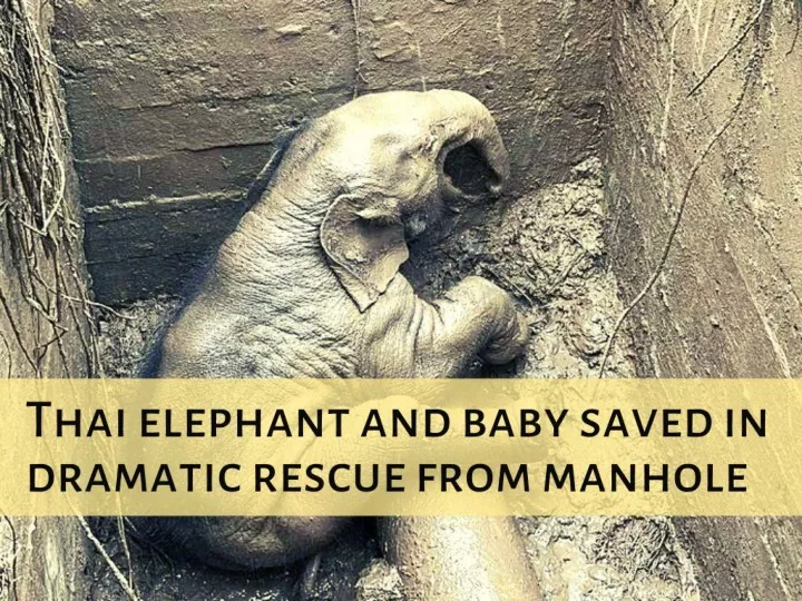 thai elephant and baby saved in dramatic rescue from manhole n.