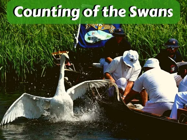 counting of the swans n.