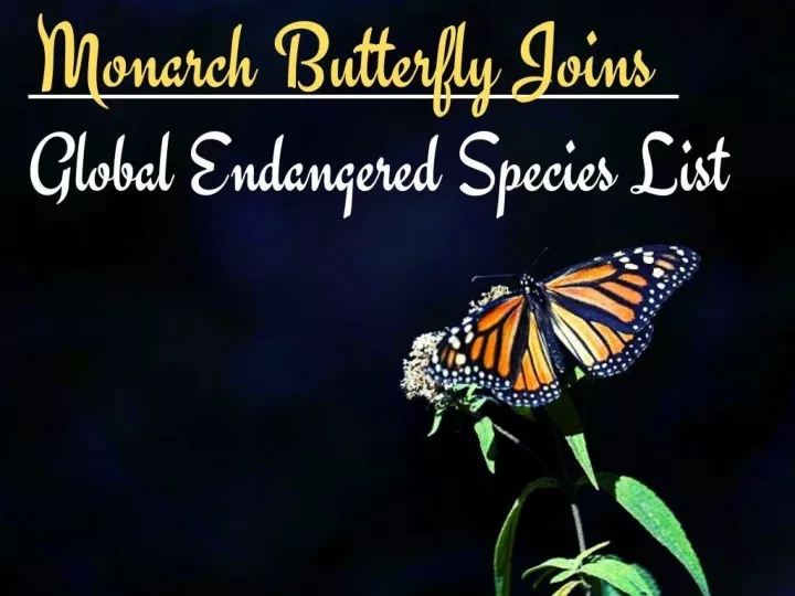 monarch butterfly joins global endangered species list n.