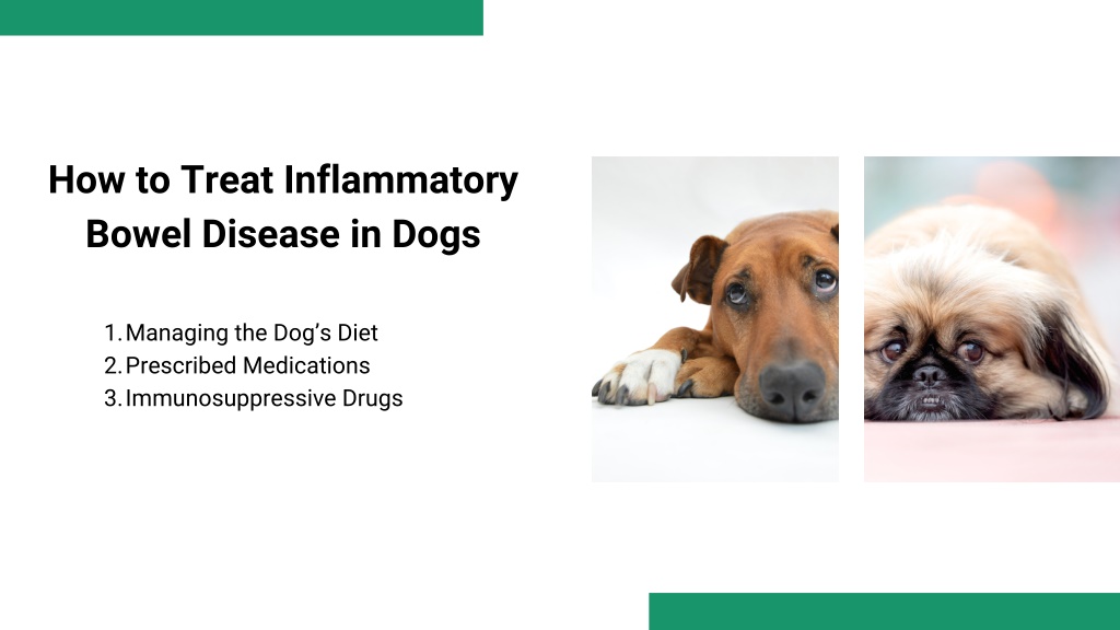 PPT - Inflammatory Bowel Disease InDogs PowerPoint Presentation, free ...