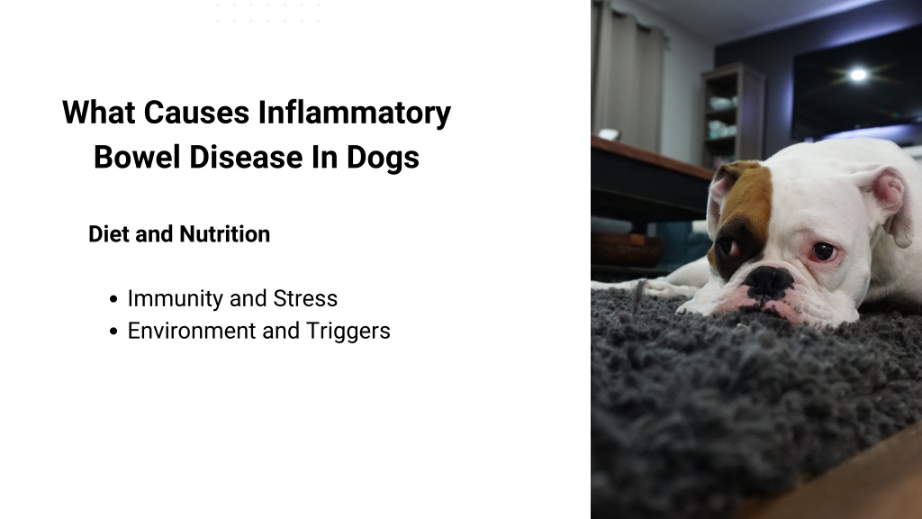 PPT - Inflammatory Bowel Disease InDogs PowerPoint Presentation, free ...