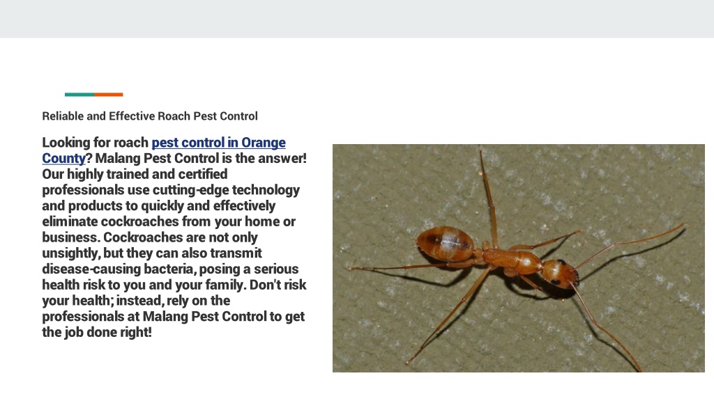 Ppt Get Rid Of Insects From Your House Powerpoint Presentation Free Download Id11501672 4863