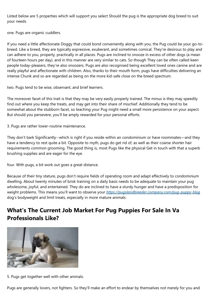 PPT The Urban Dictionary Of Pug Puppy For Sale PowerPoint