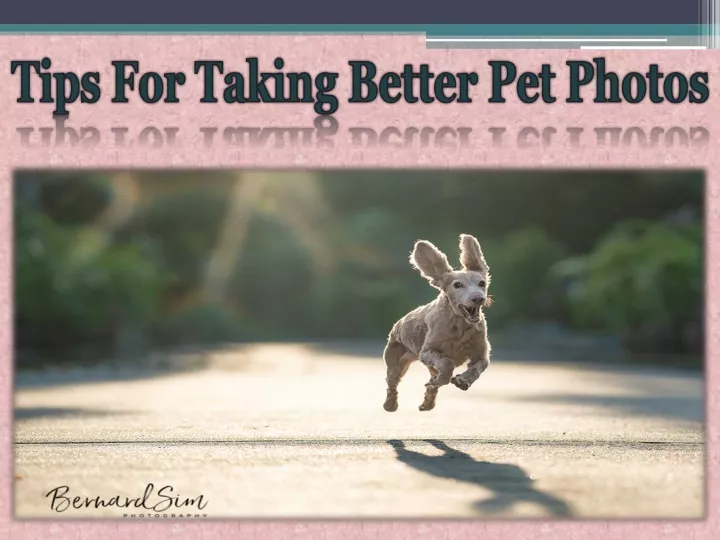 tips for taking better pet photos n.