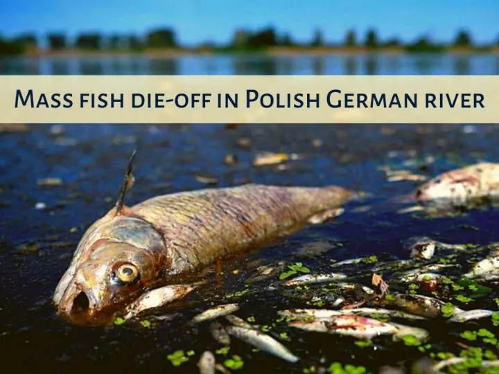 mass fish die off in polish german river n.