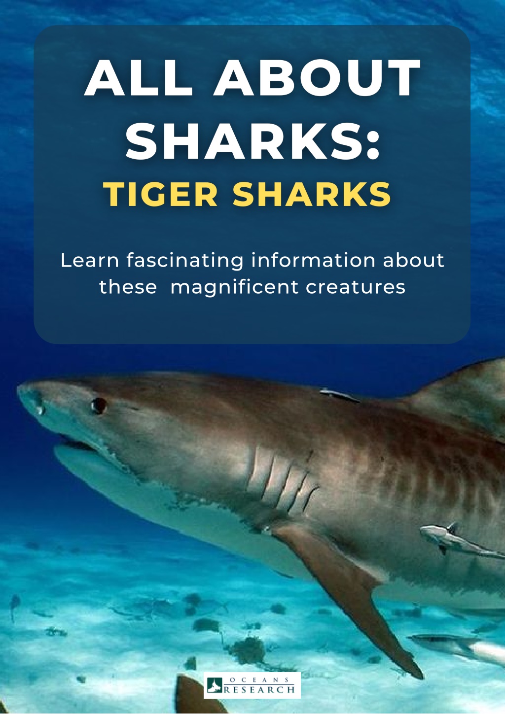 PPT - All About Sharks Tiger Sharks PowerPoint Presentation, free ...