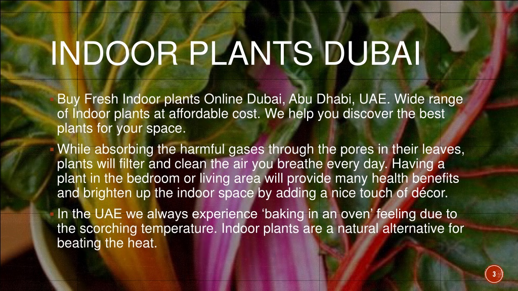 PPT Indoor Plants Dubai PowerPoint Presentation, free download ID11551620