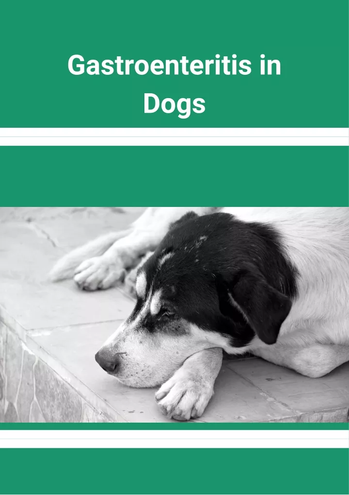 Gastroenteritis In Dogs N 