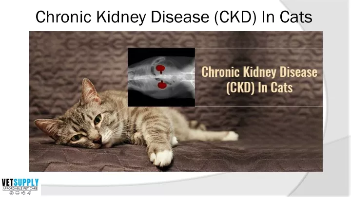 PPT - Know all about Chronic Kidney Disease (CKD) In Cats | VetSupply ...