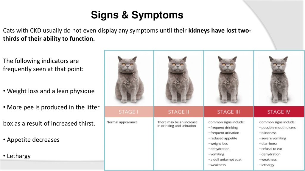 PPT - Know all about Chronic Kidney Disease (CKD) In Cats | VetSupply ...